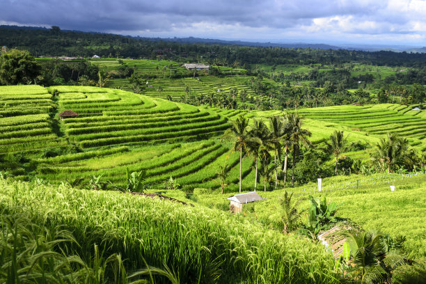 巴厘岛的Jatiluwih梯田图片下载
