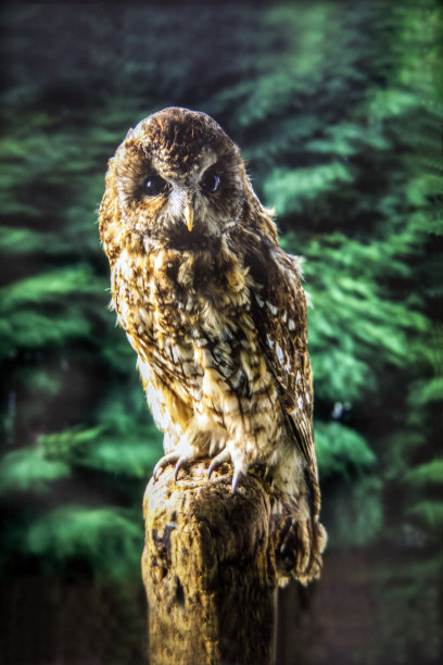 猫头鹰图片下载