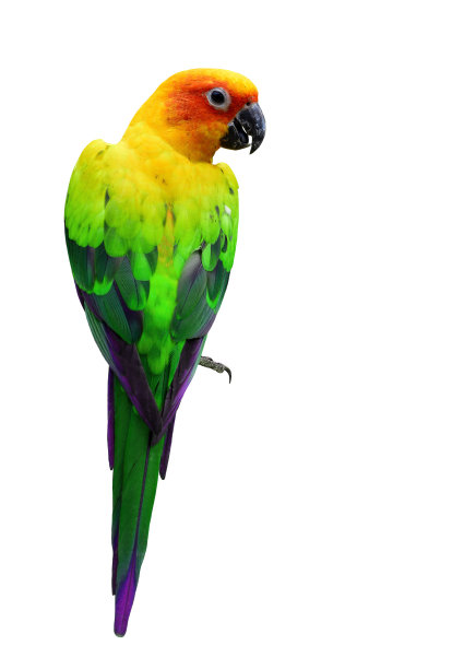 美丽的绿色和黄色鹦鹉鸟孤立在白色的背图片下载