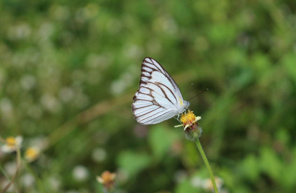 花上条纹信天翁蝴蝶图片下载