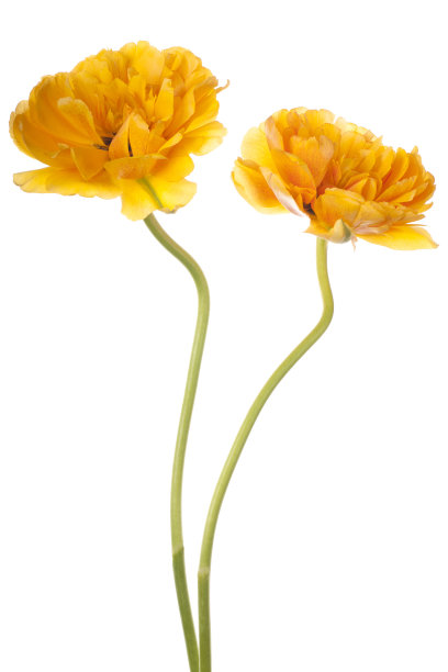 郁金香图片下载