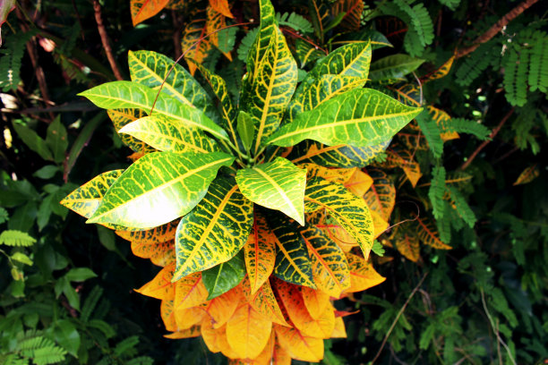 祈祷园林植物图片下载