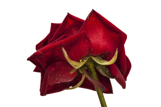 红玫瑰滴图片下载