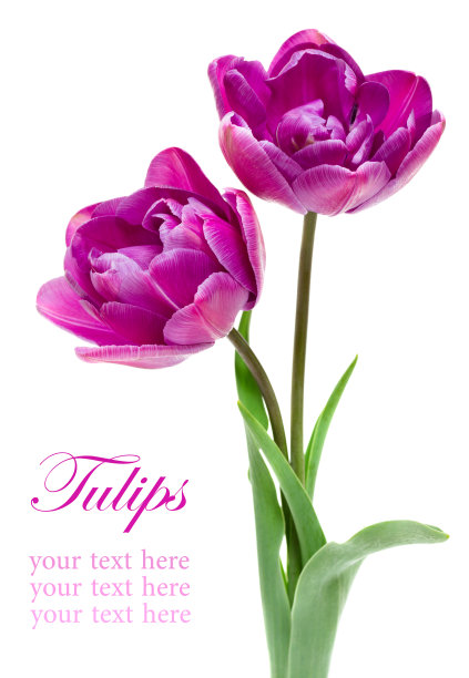 美丽的紫色重瓣牡丹图片下载