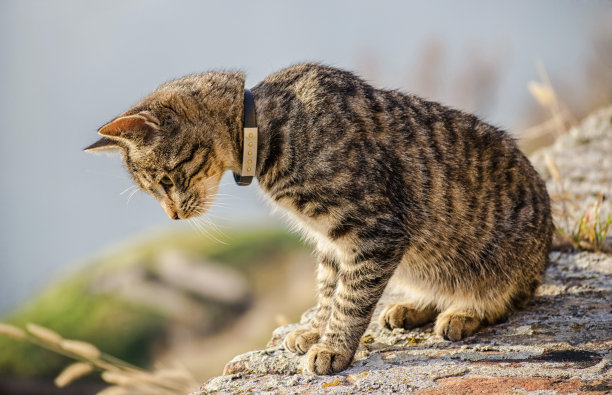 带着项圈的灰猫看着墙图片下载