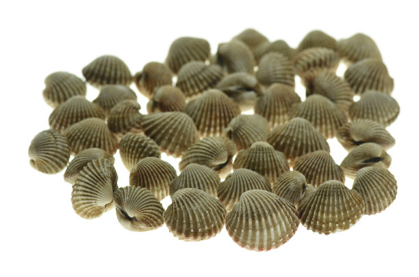 白色背景上的海贝图片下载