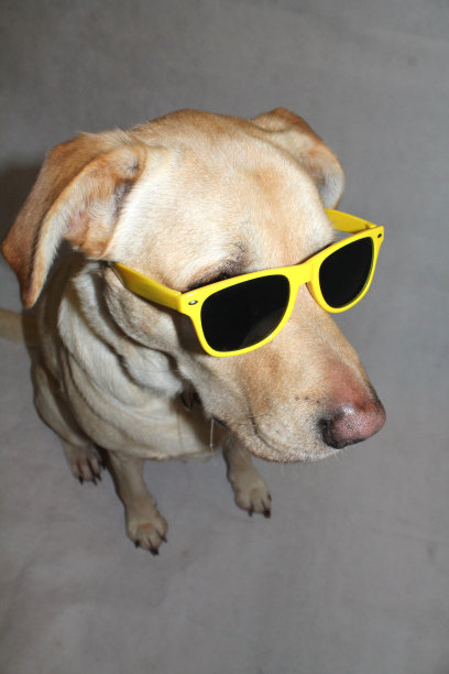 哈维的必需品图片下载