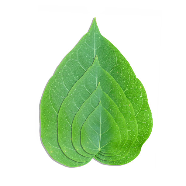 白色背景上的绿叶图片下载