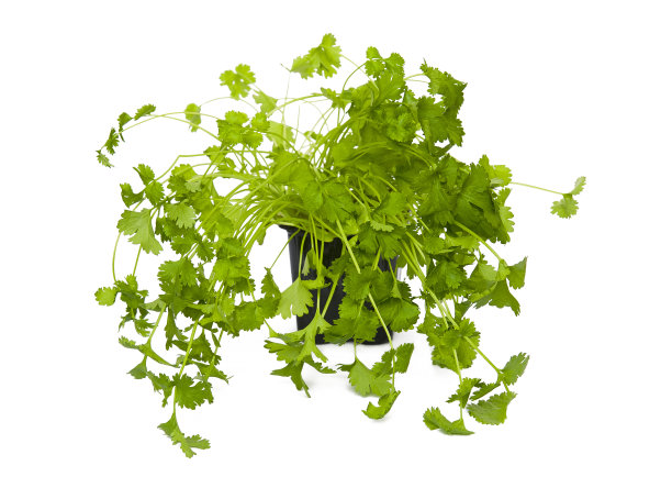 香菜图片下载