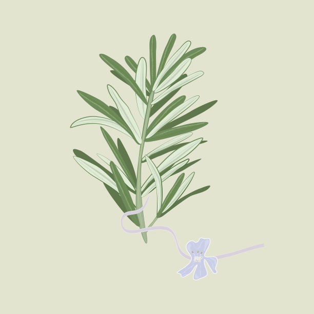 迷迭香矢量插图。图片下载