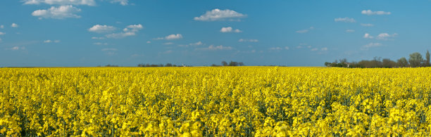油菜花在田间开花图片下载