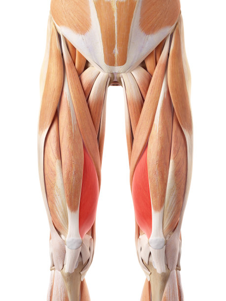 股内侧肌图片下载