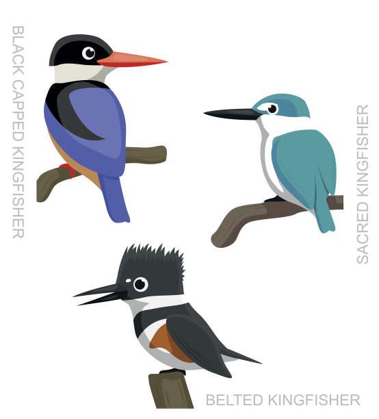 鸟翠鸟设置卡通矢量插图2图片下载