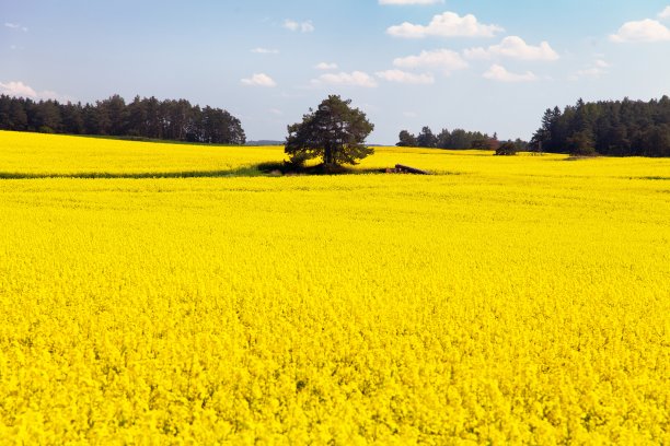 绿色能源油菜籽种植基地图片下载