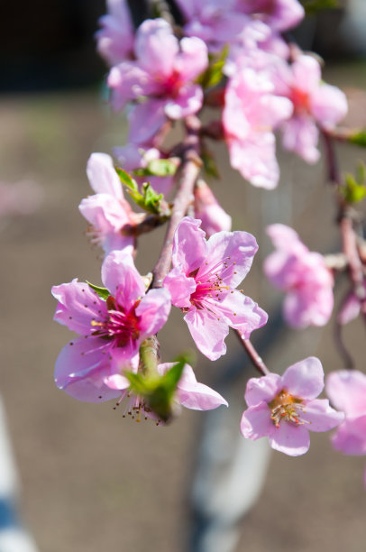 盛开的桃树图片下载