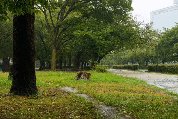 雨图片下载