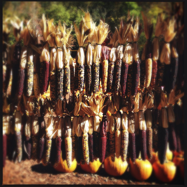 颜色干玉米图片下载