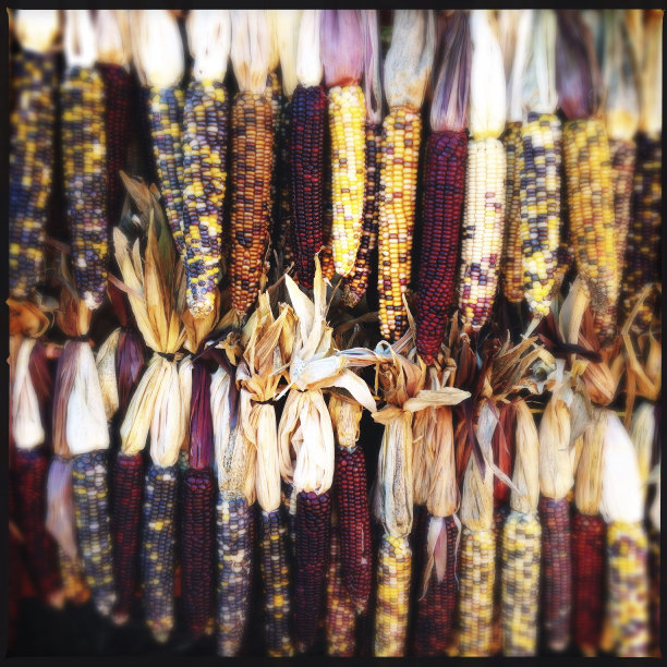 颜色干玉米图片下载