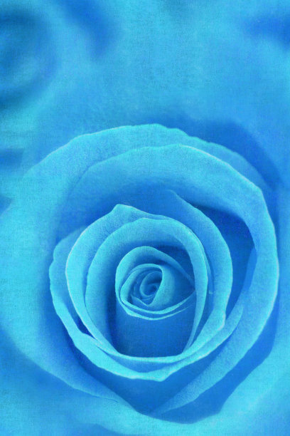 蓝玫瑰油画风格图片下载