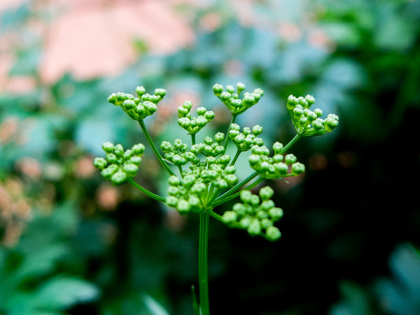 白色和绿色图片下载