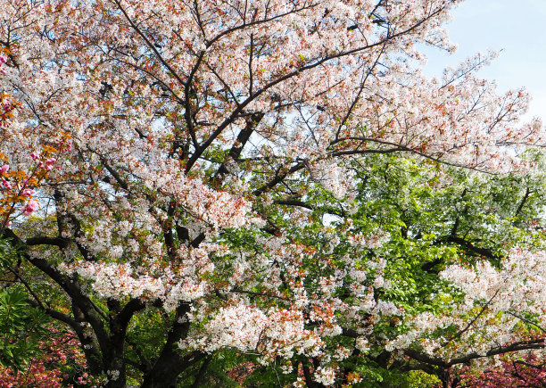 樱花樱花图片下载