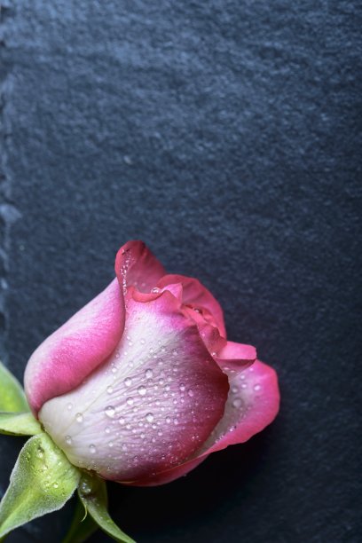 玫瑰在石板图片下载