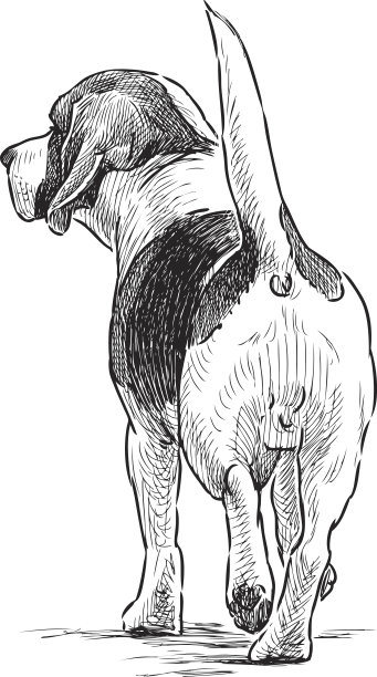 狗消失了图片下载