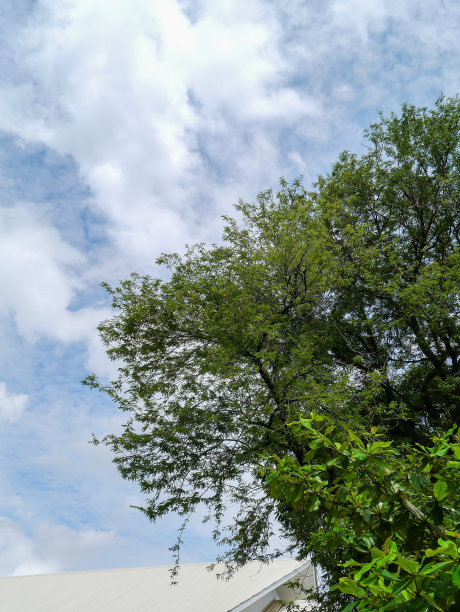 蓝天上的树枝。图片下载