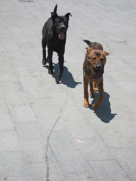 小狗的朋友图片下载