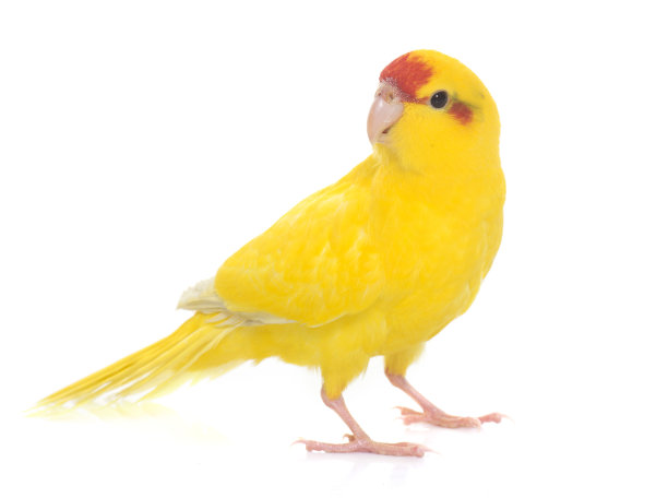 Red-fronted Kakariki长尾小鹦鹉图片下载