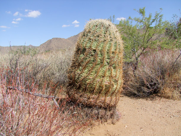 桶形仙人掌图片下载