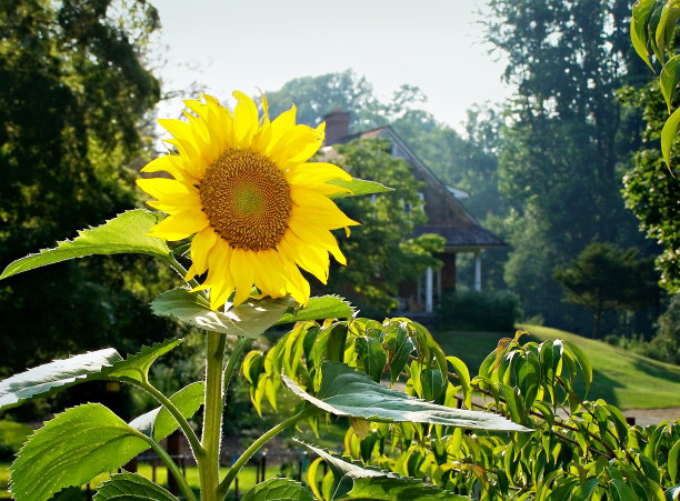向日葵图片下载