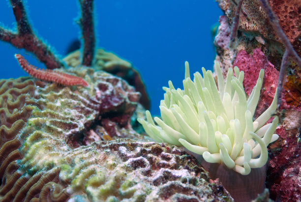 有刺虫的海葵图片下载