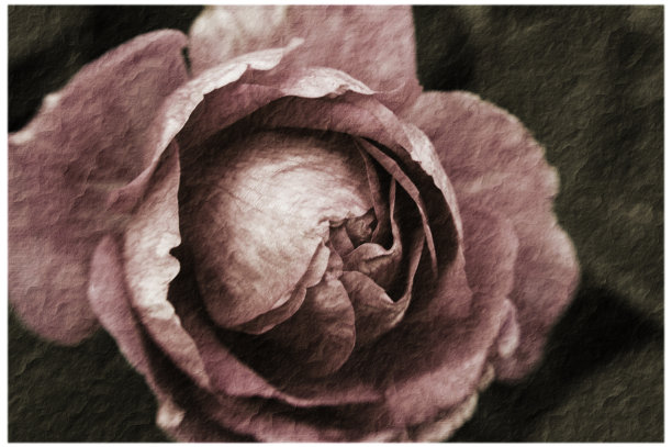 复古玫瑰-特写(121)图片下载