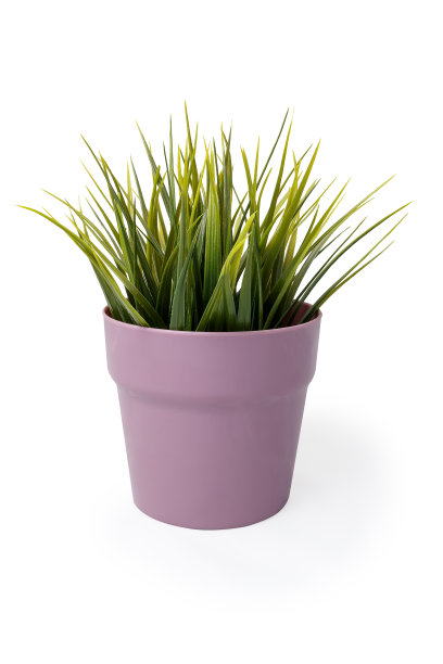 盆栽植物图片下载