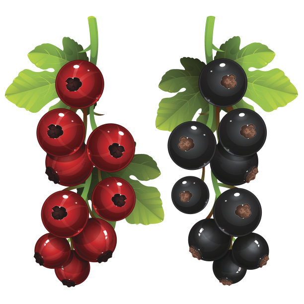 有叶子的红黑加仑子图片下载