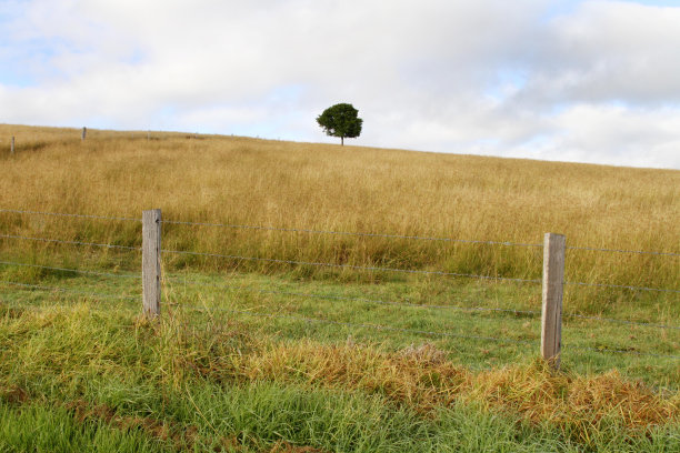 麦田里有一棵孤零零的树图片下载