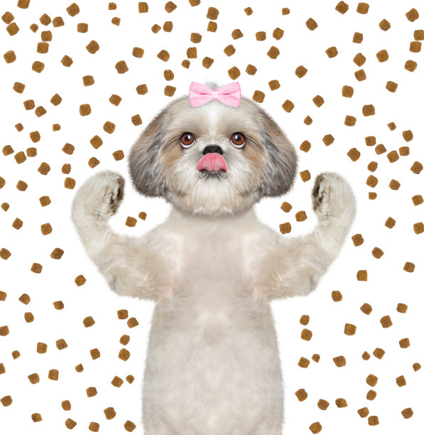 可爱的狗抓住从上面掉下来的干粮图片下载