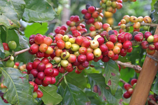 新鲜生咖啡豆图片下载