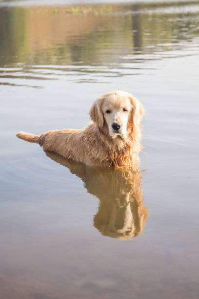 金毛猎犬图片下载