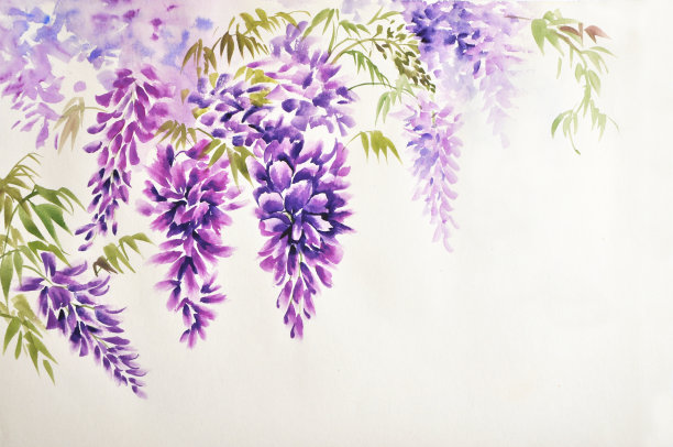 紫藤开花图片下载