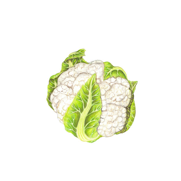 花椰菜插画图片下载