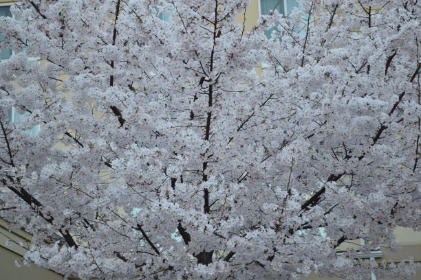 布拉德福德梨开花图片下载