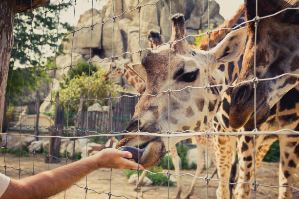 长颈鹿弯腰吃了一个人的手图片下载
