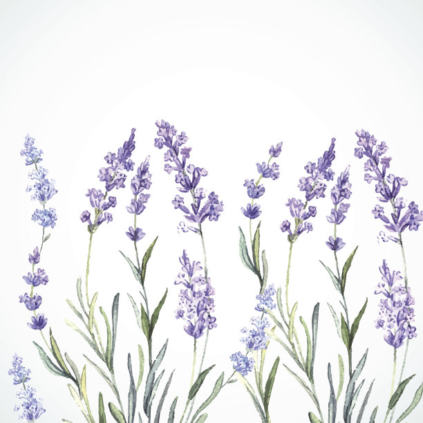 薰衣草水彩背景图片下载