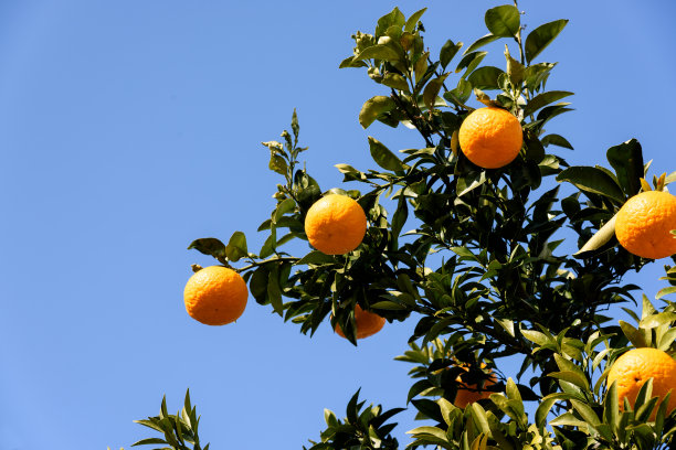 柑橘夏代图片下载