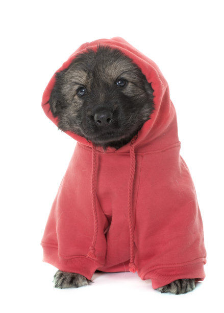 穿着古代德国牧羊犬图片下载