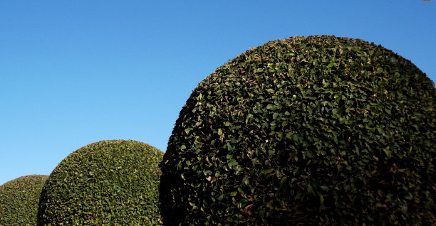 修剪树木图片下载