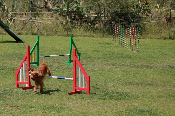 狗敏捷图片下载