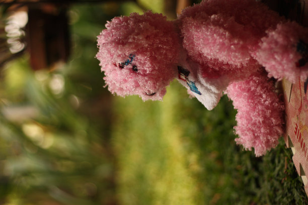 坐在绿地上的熊图片下载